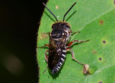 Coelioxys Cuckoo Leafcutter Bee species 