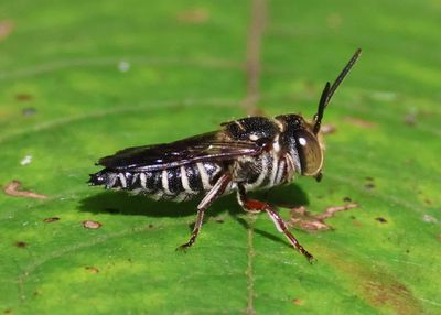 Coelioxys Cuckoo Leafcutter Bee species