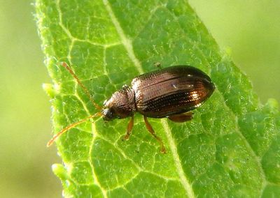 Crepidodera Leaf Beetle species