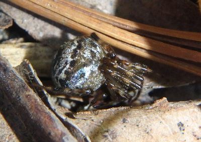 Cryptachaea Cobweb Spider species