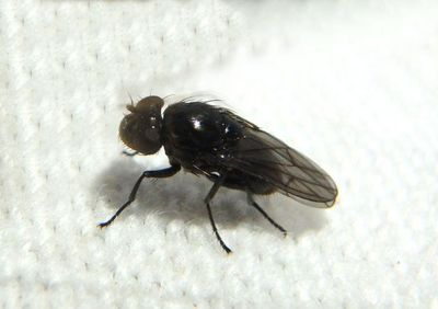 Ephydrinae Shore Fly species