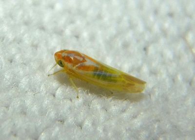 Erythridula diffisa; Leafhopper species