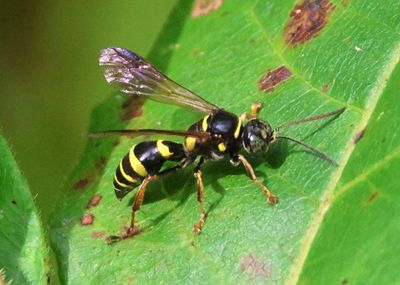 Gorytina Sand Wasp species