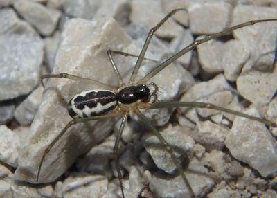 Neriene radiata; Filmy Dome Spider 