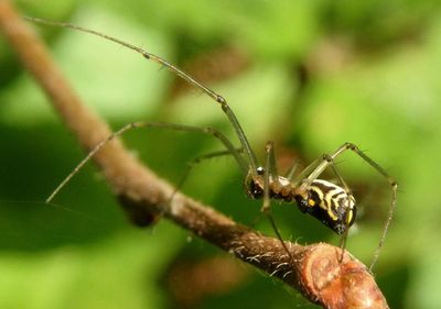Neriene radiata; Filmy Dome Spider