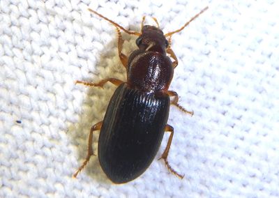 Ophonus puncticeps; Ground Beetle species