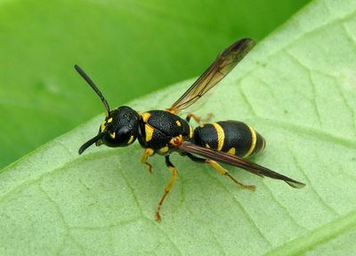 Parancistrocerus pedestris; Mason Wasp species; female