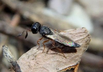 Platygastroidea Parasitoid Wasp species 