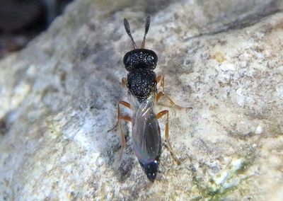 Platygastroidea Parasitoid Wasp species