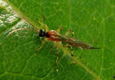 Polysphincta Ichneumon Wasp species; female