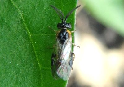 Schizocerella pilicornis; Purslane Sawfly; male