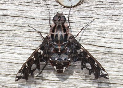 Xenox tigrinus; Tiger Bee Fly