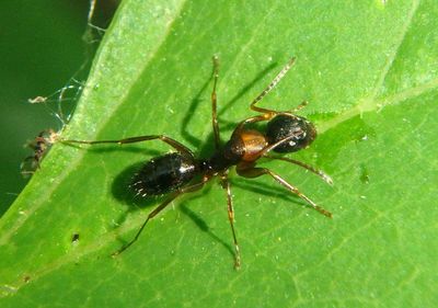 Camponotus nearcticus; Carpenter Ant species 