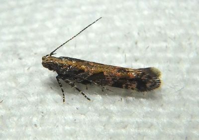 1762 - Aristotelia rubidella; Twirler Moth species