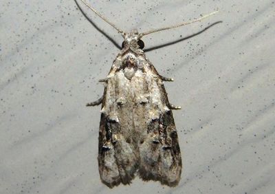 2315 - Carposina fernaldana; Currant Fruitworm Moth