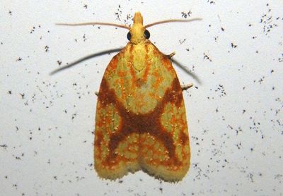 3695 - Sparganothis sulfureana; Sparganothis Fruitworm Moth