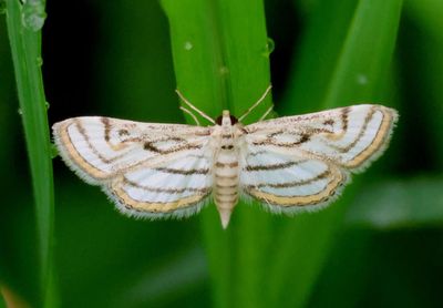 4761 - Parapoynx badiusalis; Chestnut-marked Pondweed Moth