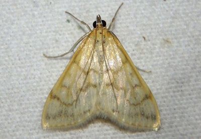 4968 - Hahncappsia pergilvalis; Crambid Snout Moth species