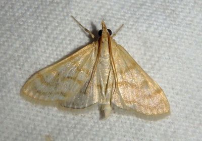 4992.5 - Paracorsia repandalis; Crambid Snout Moth species