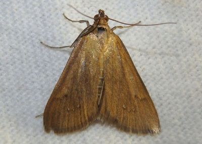 5255 - Diastictis ventralis; Crambid Snout Moth species