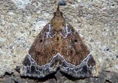 8445 - Hypena abalienalis; White-lined Hypena