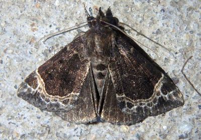 8445 - Hypena abalienalis; White-lined Hypena