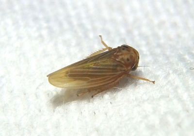 Agallia constricta; Constricted Leafhopper