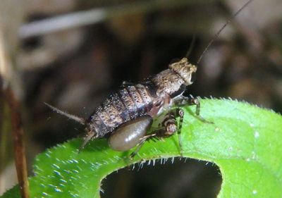 Allonemobius maculatus; Spotted Ground Cricket; male nymph with Rhopalosomatidae parasitic wasp larva