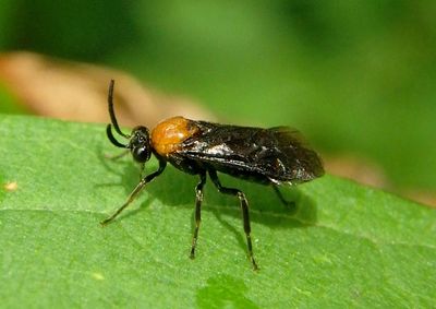 Atomacera decepta; Hibiscus Sawfly; female