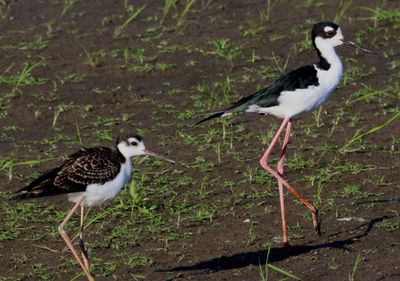 Black-necked Stilts