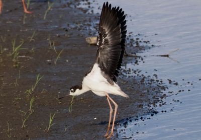 Black-necked Stilt; juvenile 