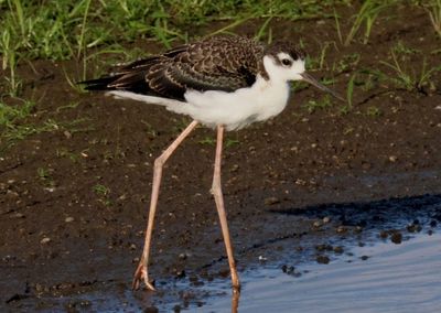 Black-necked Stilt; juvenile