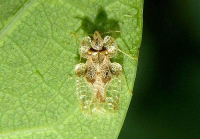 Corythucha arcuata; Oak Lace Bug