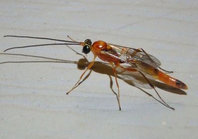 Cremastinae Ichneumon Wasp species; male