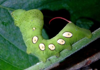 7859 - Eumorpha pandorus; Pandora Sphinx caterpillar; early instar 