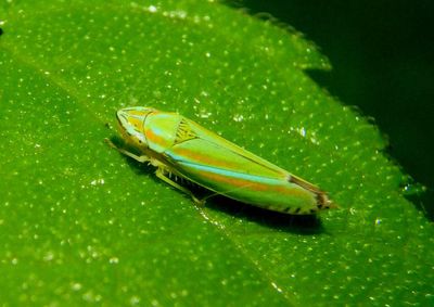 Graphocephala versuta; Versute Sharpshooter