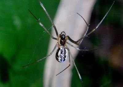 Neriene radiata; Filmy Dome Spider
