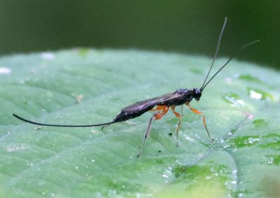 Odontocolon Ichneumon Wasp species; female