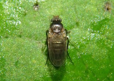 Phoridae Scuttle Fly species