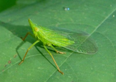 Rhynchomitra microrhina; Dictyopharid Planthopper species