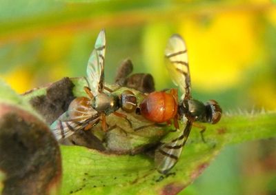 Rivellia Signal Fly species; mating pair