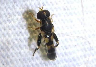 Syritta pipiens; Syrphid Fly species; male; exotic