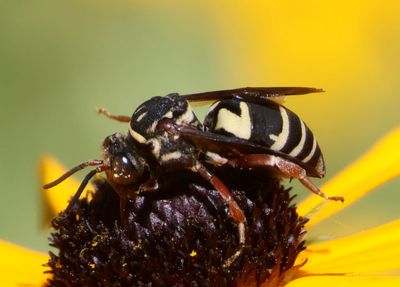 Triepeolus lunatus; Cuckoo Bee species