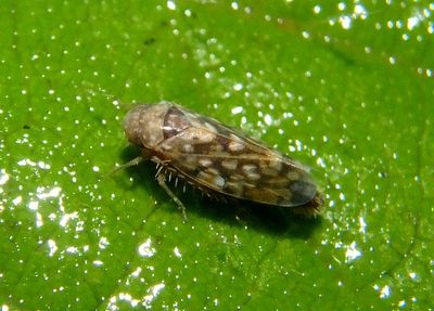 Xestocephalus similis; Leafhopper species