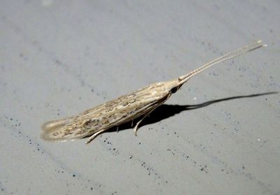1350 - Coleophora quadruplex; Casebarer Moth species