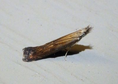 1690 - Isophrictis anteliella; Twirler Moth species