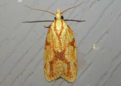 3695 - Sparganothis sulfureana; Sparganothis Fruitworm Moth 
