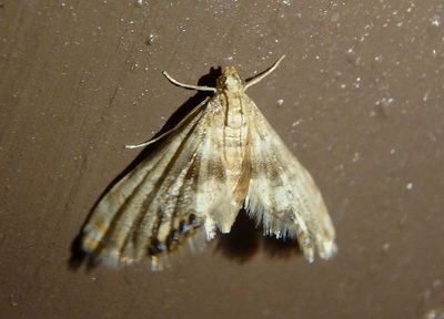 4779 - Petrophila canadensis; Canadian Petrophila