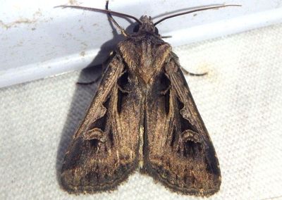 10674-10675 - Feltia subgothica/tricosa complex; Dart Moth species