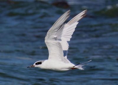 Forster's Tern; basic